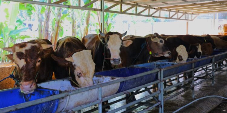 Sambut Iduladha, Pemkot Tangsel Perketat Pengawasan Hewan Kurban dan Imbau Warga Gunakan Wadah Ramah Lingkungan