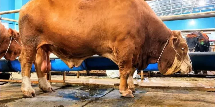 Sapi Kurban 1,25 Ton Terjual Rp150 Juta di Depok Jelang Iduladha 2026