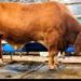 Sapi Kurban 1,25 Ton Terjual Rp150 Juta di Depok Jelang Iduladha 2026