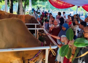 Prabowo dan Gibran Serahkan Sapi Kurban ke Masjid Istiqlal, Loreng dan Wirobumi Jadi Perhatian