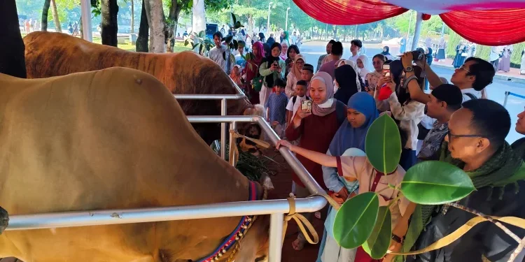 Prabowo dan Gibran Serahkan Sapi Kurban ke Masjid Istiqlal, Loreng dan Wirobumi Jadi Perhatian