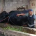 Sapi 1,15 Ton asal Tangerang Jadi Hewan Kurban Presiden Prabowo, Dibeli Seharga Rp110 Juta