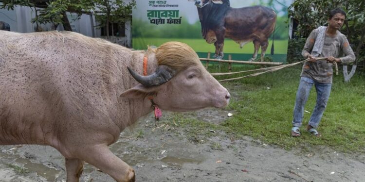 Viral Kerbau Albino ‘Donald Trump’ di Bangladesh Batal Disembelih saat Iduladha
