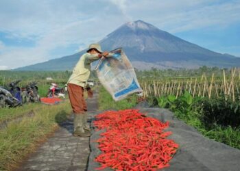 KUR BRI Tembus Rp84,36 Triliun, Perkuat Ketahanan Pangan dan Ekonomi Kerakyatan