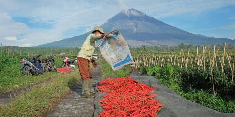 KUR BRI Tembus Rp84,36 Triliun, Perkuat Ketahanan Pangan dan Ekonomi Kerakyatan
