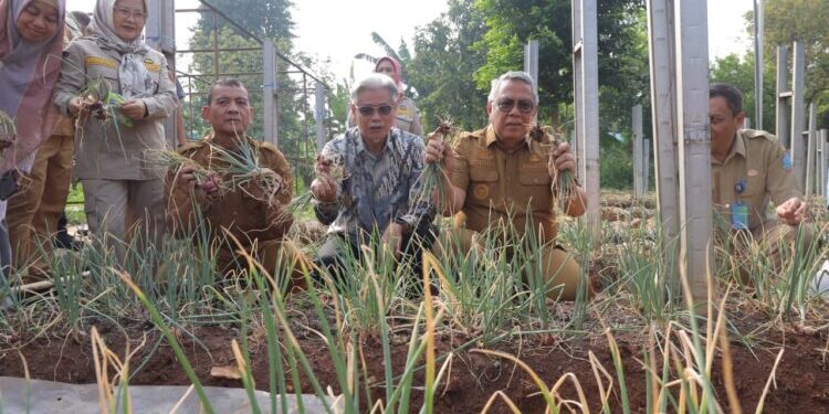 Benyamin Sambut Panen Perdana Bawang Merah Varietas Batu di Tangsel, Hasil Uji Coba Pupuk Bio-Organik Tuai Hasil Positif
