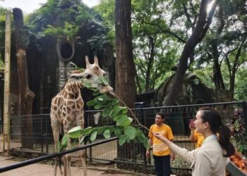 Ragunan Pecahkan Rekor, 135.500 Pengunjung Padati Kebun Binatang saat HUT Jakarta