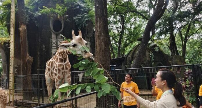 Ragunan Pecahkan Rekor, 135.500 Pengunjung Padati Kebun Binatang saat HUT Jakarta