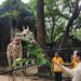Ragunan Pecahkan Rekor, 135.500 Pengunjung Padati Kebun Binatang saat HUT Jakarta