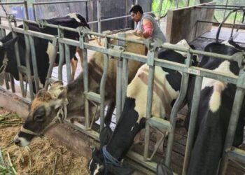 BRI Peduli Tingkatkan Kapasitas Peternak Sapi Perah di Malang Lewat Program Klaster Unggulan