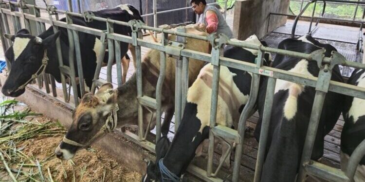 BRI Peduli Tingkatkan Kapasitas Peternak Sapi Perah di Malang Lewat Program Klaster Unggulan