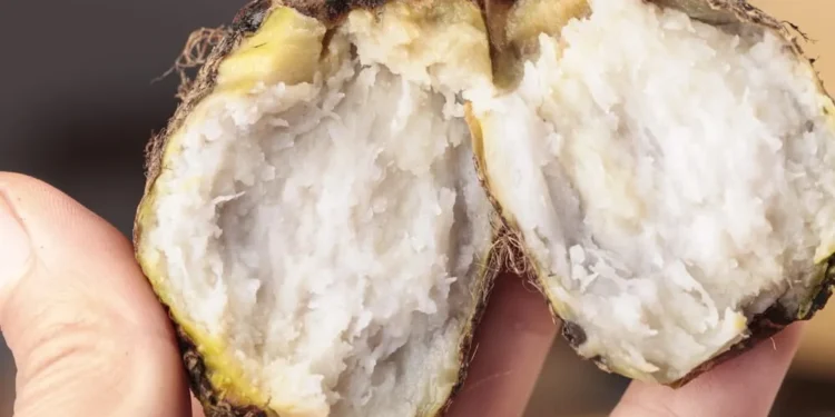 Kimpul Ramai Dibahas, Ini Kandungan Nutrisi dan Manfaatnya bagi Kesehatan