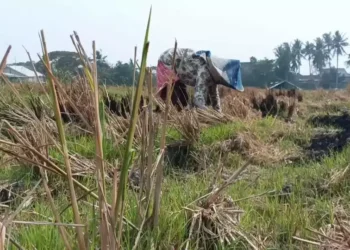 Kemarau Panjang, Petani di Serang Ubah Sawah Kering Jadi Kebun Mentimun demi Bertahan Hidup