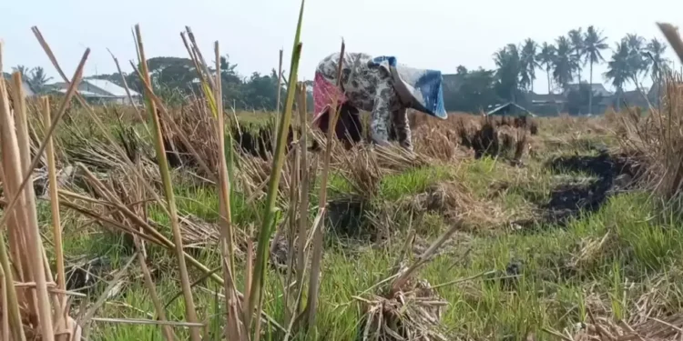 Kemarau Panjang, Petani di Serang Ubah Sawah Kering Jadi Kebun Mentimun demi Bertahan Hidup
