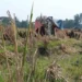 Kemarau Panjang, Petani di Serang Ubah Sawah Kering Jadi Kebun Mentimun demi Bertahan Hidup