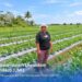Dari Gadai Emas hingga KUR Mikro, Holding Ultra Mikro Bawa Mur Dwi Astuti Sukses Jadi Petani di Merauke