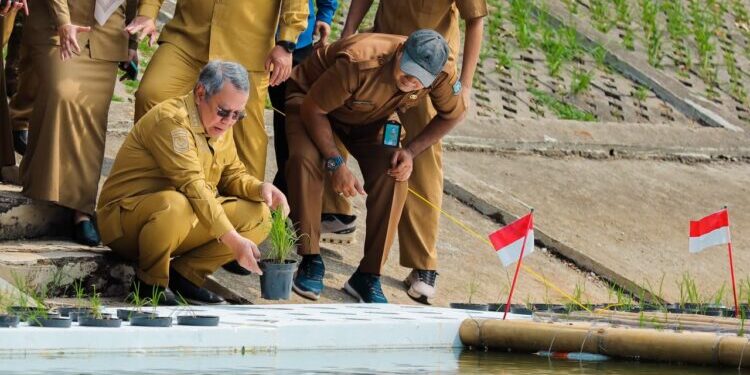 Tangsel Uji Coba Tanam Padi Apung di Tandon Ciater, Panen Ditargetkan Januari 2027